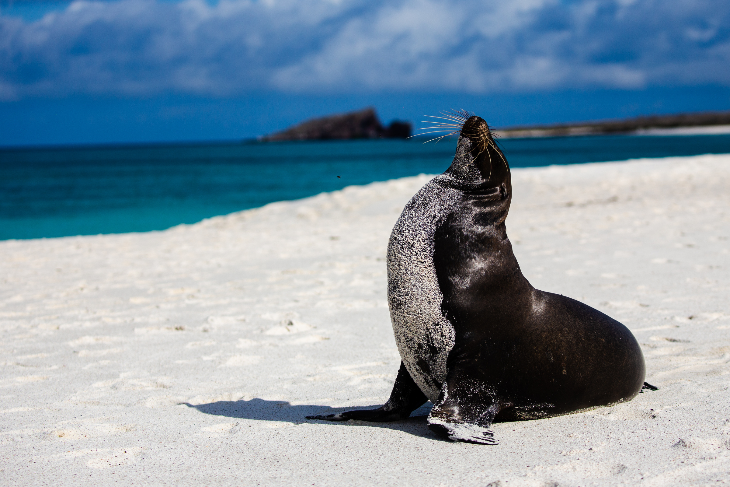 buccaneer cove, santiago island, galapagos islands (2).webp